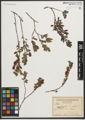 Foto von Salix myrtilloides L. x Salix repens L.